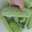 Khổ qua (mướp đắng) VietGAP
